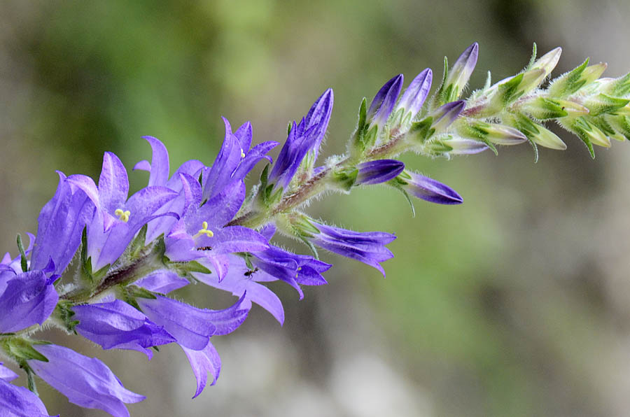 Campanula spicata  / Campanula spigata